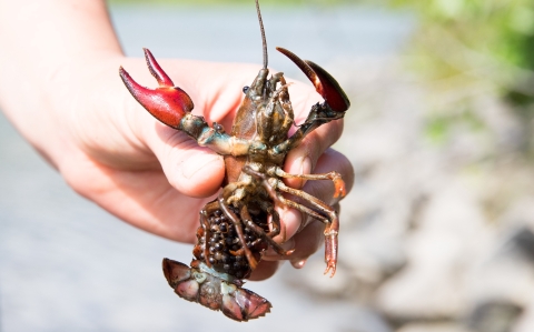 crayfish in someone’s hand