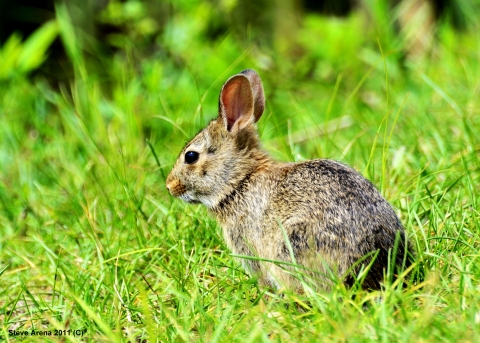 Eastern cottontail rabbit sitting in grassy patch
