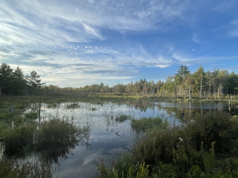 Forested wetland with blue, cloudy sky.