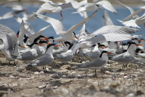 Terns surrounded by eggs on levee