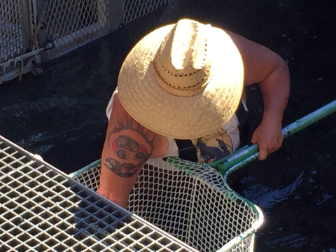 A tribal man with a large straw hat and a large tribal tattoo on his upper arm leans over a net as he reaches in to retrieve a fish.