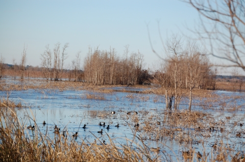 Wintering scaup and ring-necked ducks resting and feeding in impoundment at E.F.H. ACE Basin NWR