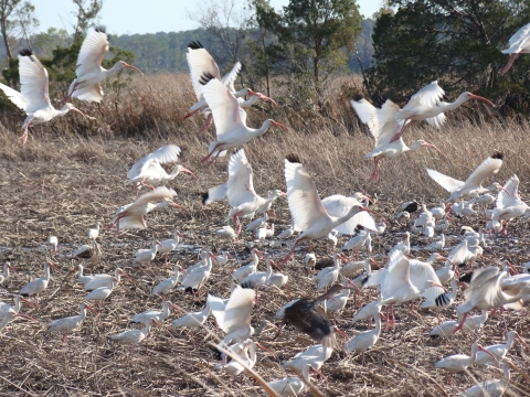 White ibis begin to fly from mowed field at E.F.H. ACE Basin NWR