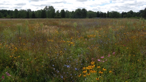 A field full of native wildflowers and grasses