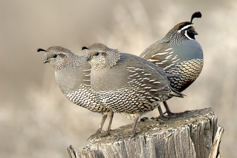 California quail