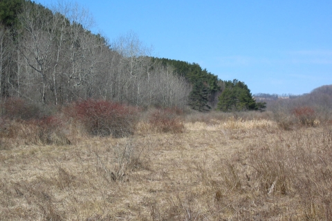 A grassy overgrown field backed up to a forested area
