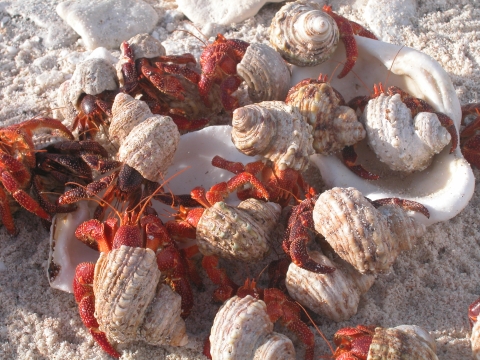 Dozens of red hermit crabs group together along the white sand beach of Howland.