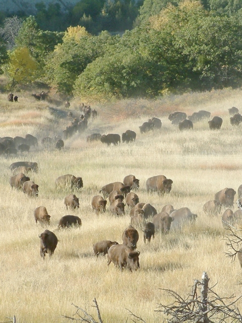 Buffalo herd at Fort Niobrara NWR