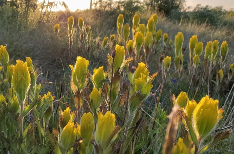 Yellow flowers of golden paintbrush in a prairie with early morning sunlight