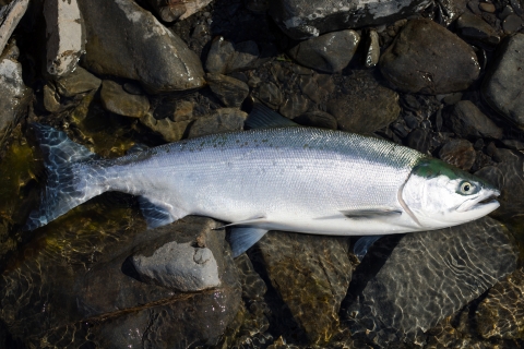 sockeye salmon on a rocky shore