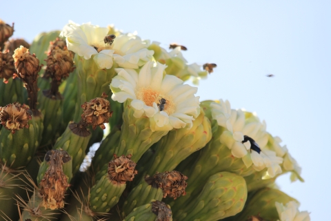 Several small bees and other pollinators visit a cluster of white Saguaro cactus flowers.