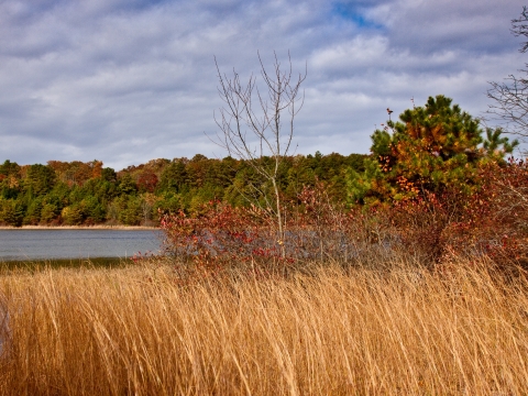 Jen's Trail at Edwin B. Forsythe National Wildlife Refuge