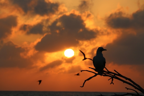 A booby sits on a tree branch. It is silhouetted in black as the sun sets in the back. Orange fills the sky. 