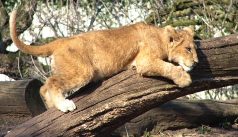 Baby Lion