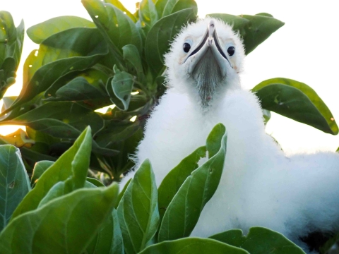 A white frigatebird chick pokes its head out of a green bush as the sun sets behind it.