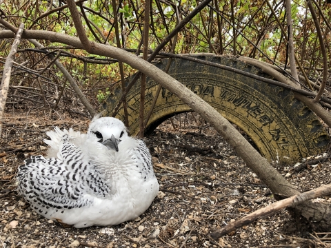A young red-tailed tropicbird sits in front of an old tire. Branches surround it.
