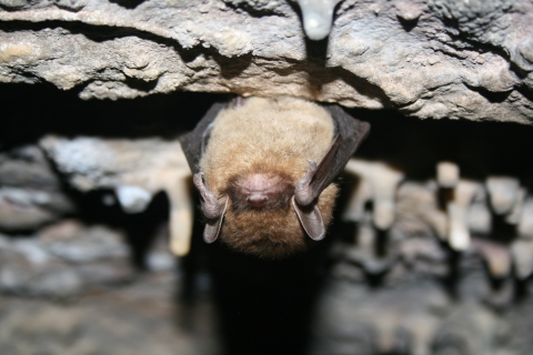 a little brown bat hangs from a cave roof