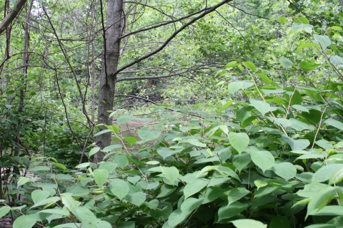 Japanese knotweed crowds out other forest plants