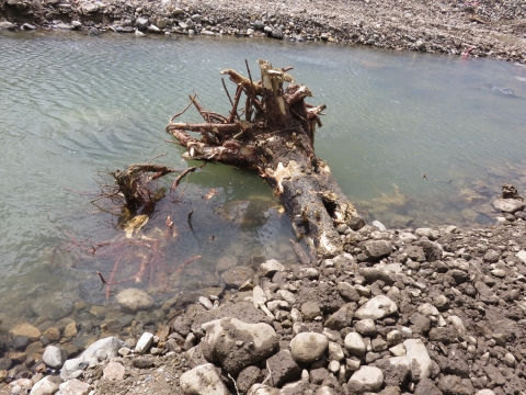 A tree stump with roots placed into river 