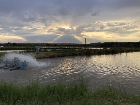 Achii Hanyo Native Fish Rearing Facility Pond with aerator. 