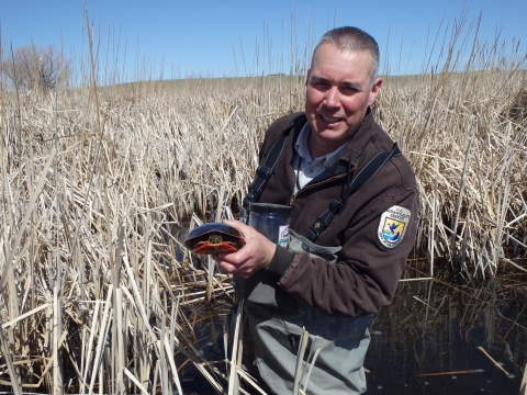 A man wearing a fish and wildlife service uniform standing in a pond with cattails holding a turtle