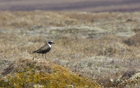 Small bird with black front, white around the head, and black and golden wings rests on a hilltop. 