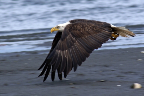 A Bald Eagle Skims the Beach in Flight