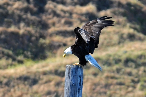 A Bald Eagle Landing