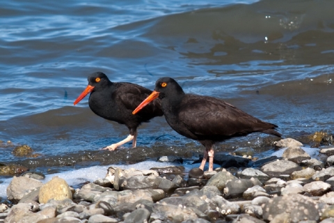 A Pair of Black Oystercatchers Search the Rocky Shoreline
