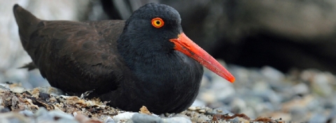 Black Oystercatcher Resting