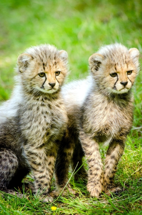 Baby Cheetahs