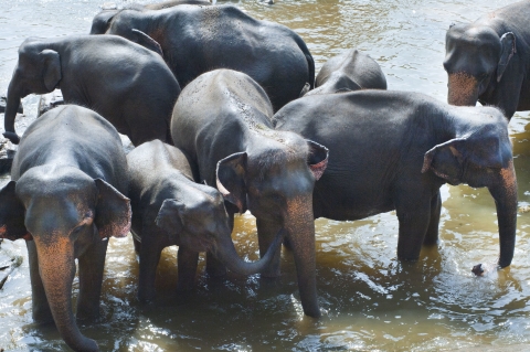 Baby Elephants