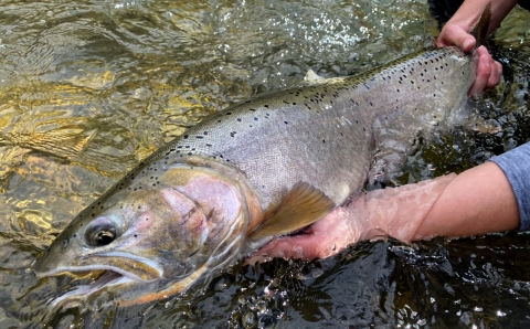 a big trout held submerged in the water