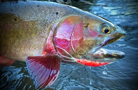 front end of a trout with pink cheeks