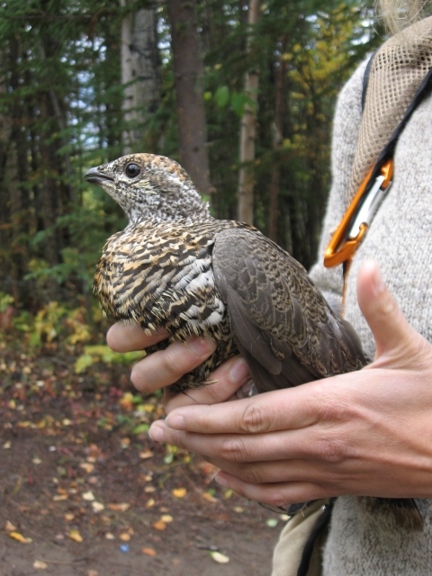 Biologist holding a Ruffled Grouse