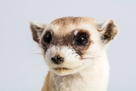 Black Footed Ferret