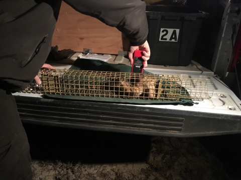 A black-footed ferret inside a long, rectangular cage trap is is held by a person who is implanting a microchip
