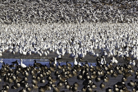 Great flocks of Canada geese and snow geese gather in the wetlands of Blackwater National Wildlife Refuge