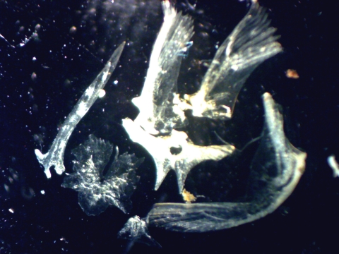 Skeletal remains of a blind catfish captured out of a well in Central Texas.