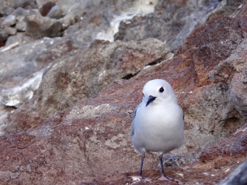 A blue noddy stands on some brown rocks.