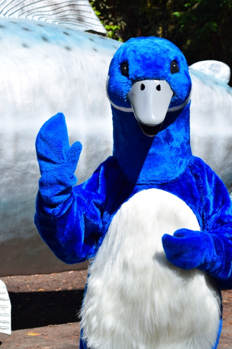 The Refuge System's Blue Goose Waving
