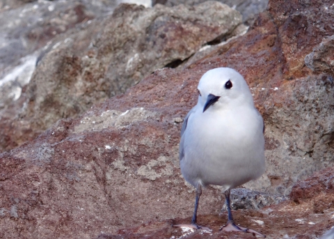 A blue noddy stands on some brown rocks.