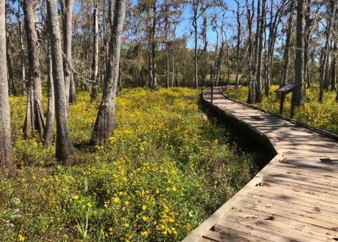 Wooden boardwalk in cypress tupelo forest
