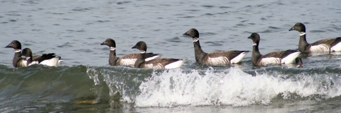 Brant Geese on a Breaking Wave
