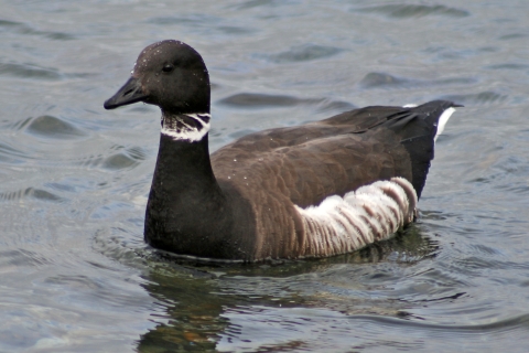 A Brant Goose Swimming