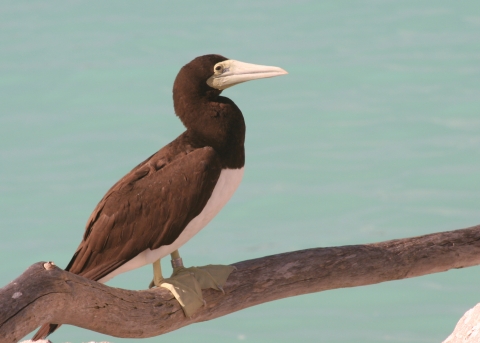 A brown booby sits on a brown branch. The blue water behind it is calm. There are grey rocks below it.