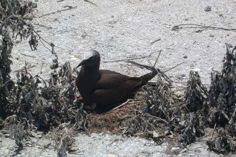 A brown noddy sits on a nest on the ground. Sand and dirt surround it.