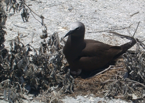 A brown noddy sits on a nest on the ground. Sand and dirt surround it.