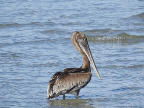A brown pelican standing in shallow water