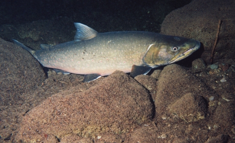 Bull trout adult